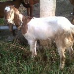 Tips ternak kambing