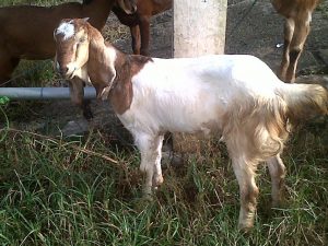 Tips ternak kambing