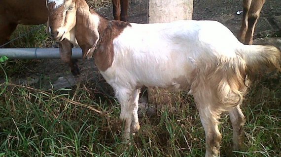 Tips ternak kambing