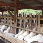 Cara penggemukan kambing