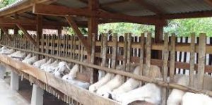 Cara penggemukan kambing