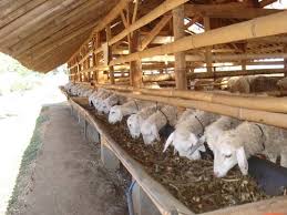 Cara penggemukan kambing