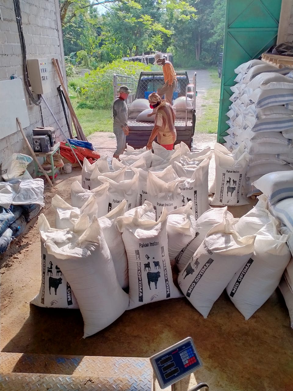 Racikan Pakan Penggemukan Kambing