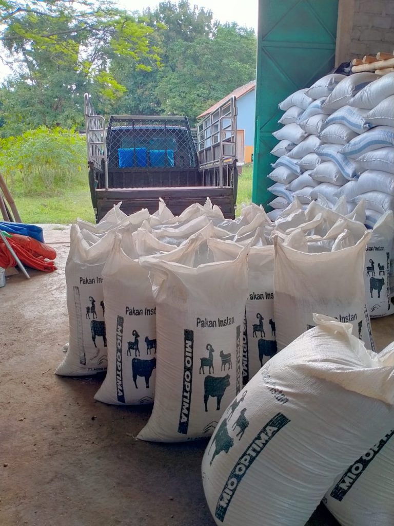 Pakan Domba Cepat Besar