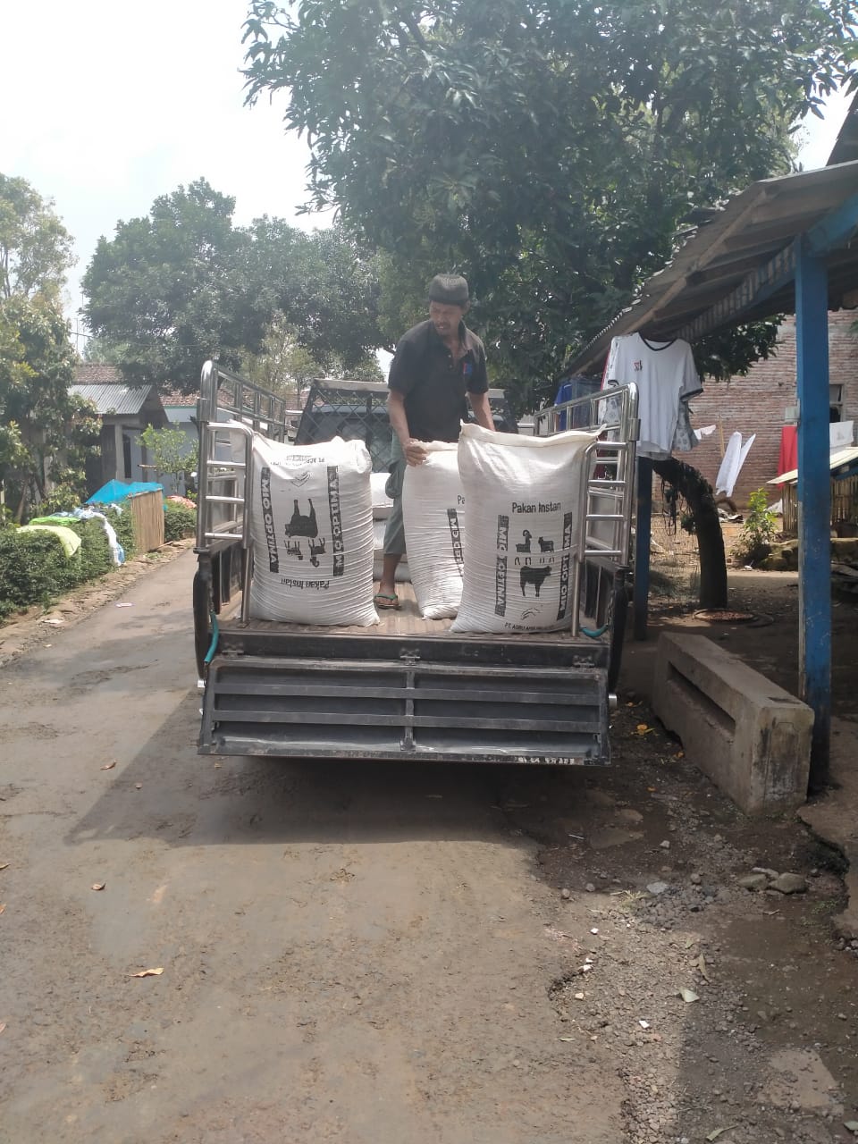 Pakan Penggemukan Kambing