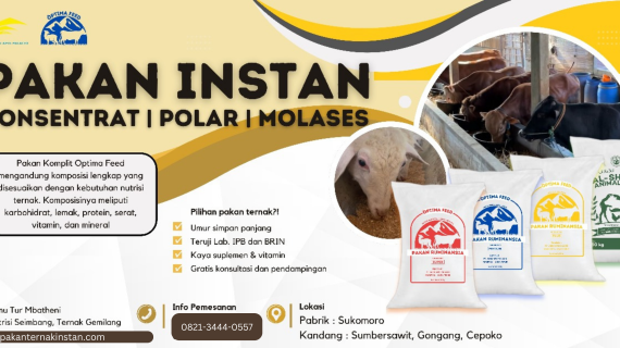 Pakan Domba Cepat Besar- Strategi Ilmiah dan Praktis untuk Meningkatkan Bobot Secara Maksimal