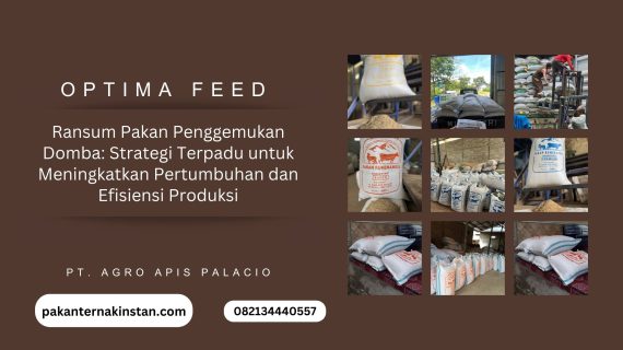 Ransum Pakan Penggemukan Domba: Strategi Terpadu untuk Meningkatkan Pertumbuhan dan Efisiensi Produksi