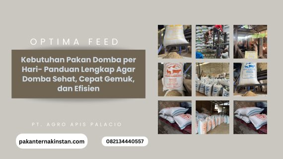 Kebutuhan Pakan Domba per Hari- Panduan Lengkap Agar Domba Sehat, Cepat Gemuk, dan Efisien
