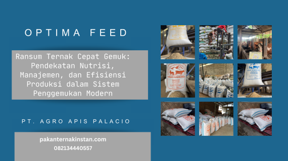Ransum Ternak Cepat Gemuk: Pendekatan Nutrisi, Manajemen, dan Efisiensi Produksi dalam Sistem Penggemukan Modern