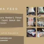 Panduan Lengkap Cara Memberi Pakan Sapi agar Cepat Gemuk dan Efisien