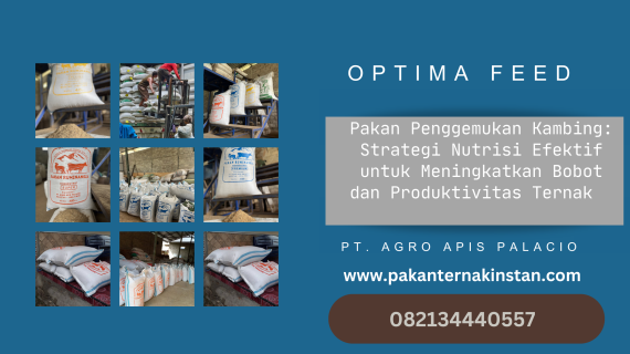 Pakan Penggemukan Kambing: Kombinasi Hijauan, Konsentrat, dan Fermentasi