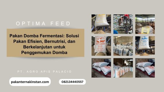 Pakan Domba Fermentasi: Solusi Pakan Efisien, Bernutrisi, dan Berkelanjutan untuk Penggemukan Domba