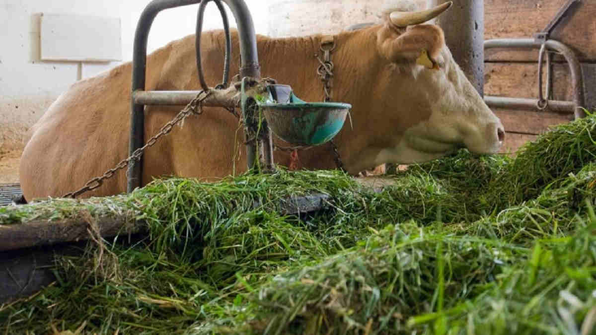 Pakan Kambing Fermentasi