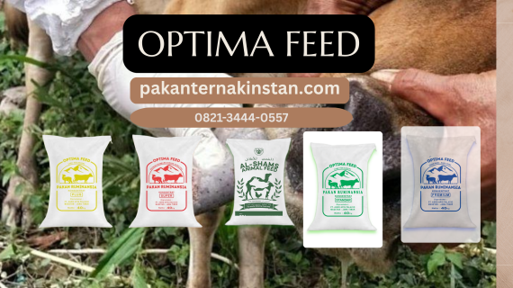 Pakan Domba Instan: Solusi Modern untuk Efisiensi dan Produktivitas Peternakan Domba