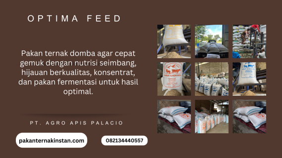 Pakan Ternak Domba agar Cepat Gemuk: Strategi Nutrisi dan Manajemen Pakan untuk Penggemukan Optimal