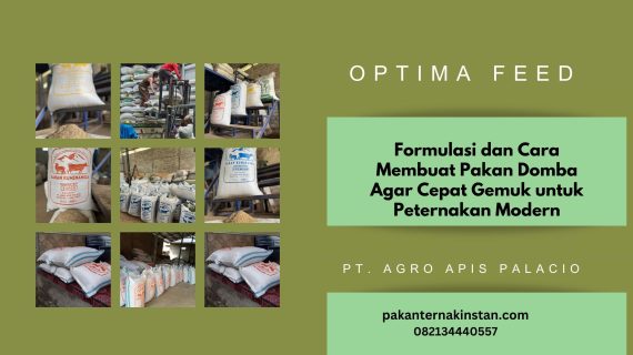 Formulasi dan Cara Membuat Pakan Domba Agar Cepat Gemuk untuk Peternakan Modern