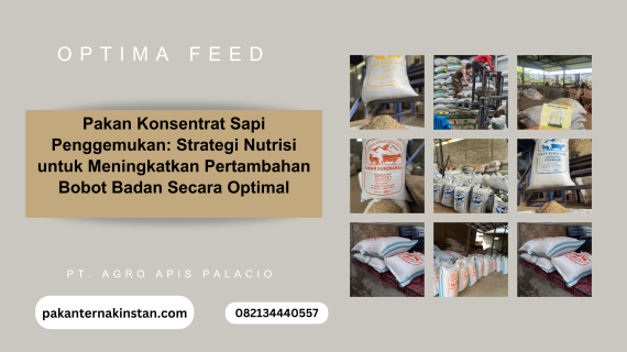 Pakan Konsentrat Sapi Penggemukan: Strategi Nutrisi untuk Meningkatkan Pertambahan Bobot Badan Secara Optimal