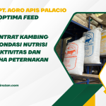 Pakan Konsentrat Kambing dan Domba: Fondasi Nutrisi untuk Produktivitas dan Efisiensi Usaha Peternakan