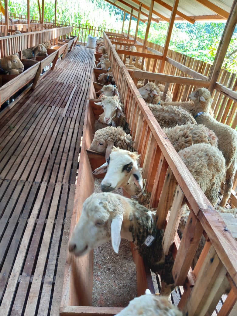 Cara Bisnis Ternak Kambing untuk Pemula