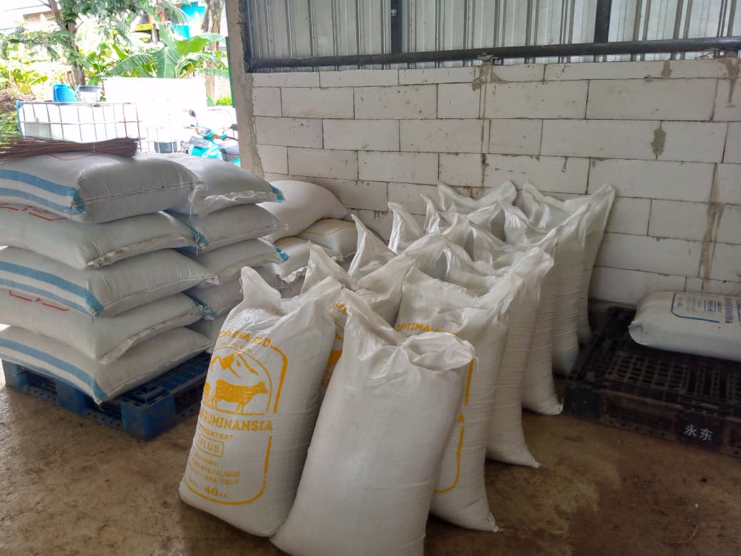 Pakan Ternak Sapi Biar Cepat Gemuk