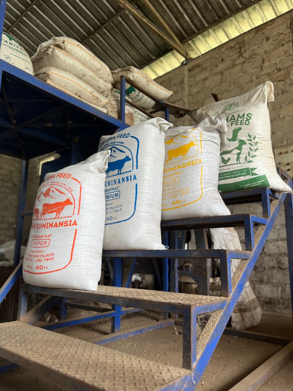 Pakan Konsentrat Sapi Penggemukan: