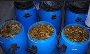 Cara Membuat Pakan Kambing Fermentasi dari Rumput