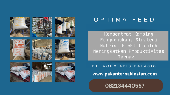 Konsentrat Kambing Penggemukan: Strategi Nutrisi Efektif untuk Meningkatkan Produktivitas Ternak